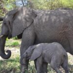 Plan a summer family safari this year in Tanzania, Kenya, and South Africa