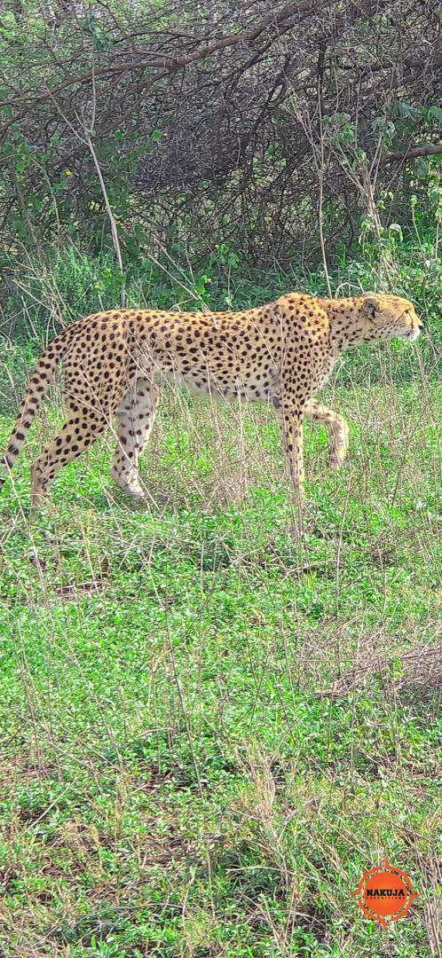 From thrilling safaris to beautiful coastlines, multi-country African expeditions offer the perfect way to explore Africa's greatest highlights in one unforgettable trip.