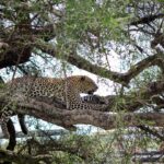 Discover the best time to visit East and Southern Africa for incredible wildlife, breathtaking landscapes, and unforgettable safari experiences with Nakuja Expeditions.