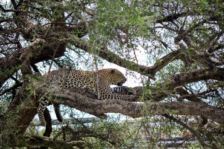 Discover the best time to visit East and Southern Africa for incredible wildlife, breathtaking landscapes, and unforgettable safari experiences with Nakuja Expeditions.