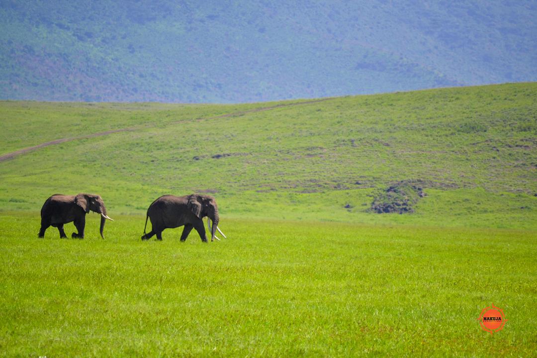 Discover how ethical safari travel creates meaningful journeys by protecting wildlife, empowering communities, and delivering authentic experiences across Africa with Nakuja Expeditions.