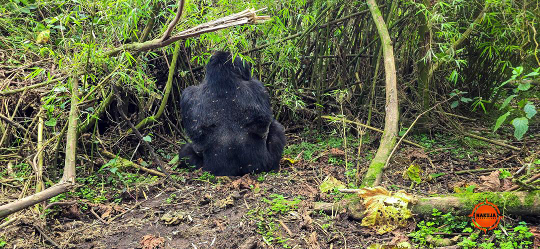 Explore why noctourism is becoming a must-try travel trend for safari lovers seeking unique nighttime wildlife adventures across Africa.