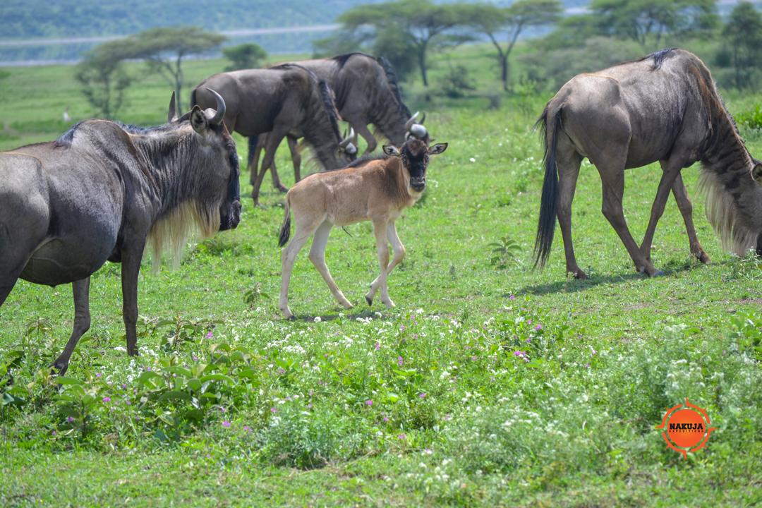 Bring the whole family together on a multi-generational African safari designed to balance wildlife, relaxation, and unforgettable experiences for travelers of every generation.