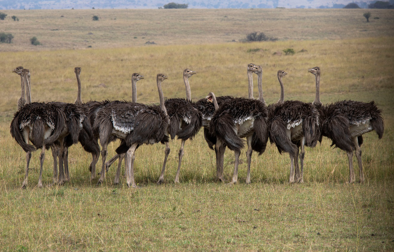 Smaller groups and private vehicles usually mean longer, calmer time at every sighting.